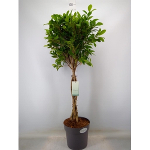 Ficus   ...