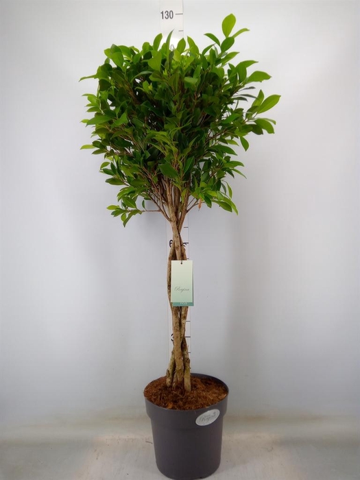 <h4>Ficus   ...</h4>
