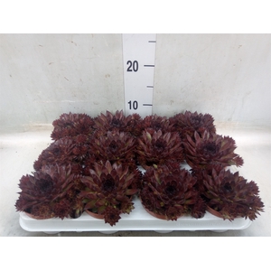 Sempervivum   ...
