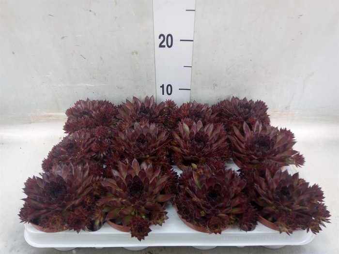 <h4>Sempervivum   ...</h4>