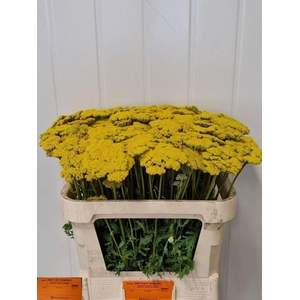 Achillea F Park Variety