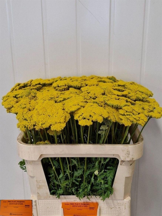 <h4>Achillea F Park Variety</h4>