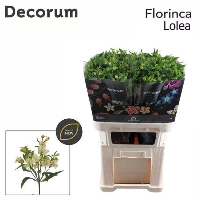 <h4>Alstroemeria florinca Lolea</h4>