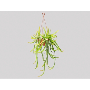RHIPSALIS CRUCIFORME C21