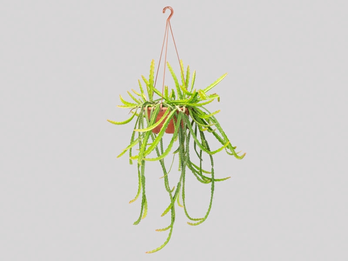 <h4>RHIPSALIS CRUCIFORME C21</h4>