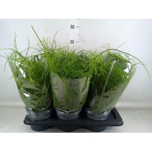 Rhipsalis baccifera 'Oasis'