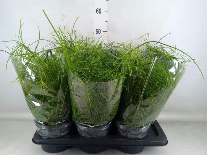 <h4>Rhipsalis baccifera 'Oasis'</h4>