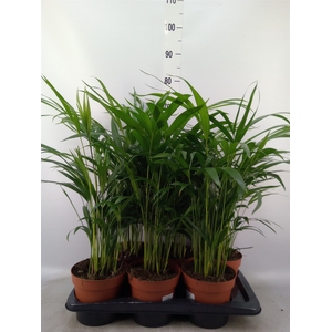 Dypsis lutescens   ...Chrysalidoca