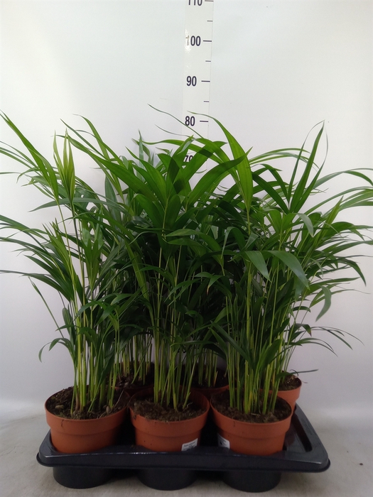 <h4>Dypsis lutescens   ...Chrysalidoca</h4>