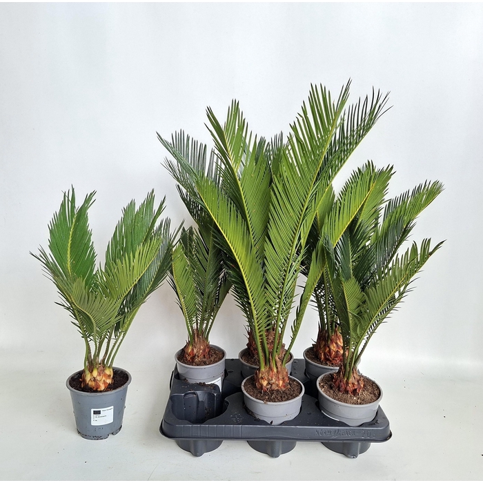 <h4>CYCAS REVOLUTA</h4>