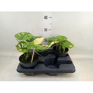 Monstera adansonii 'Aurea'