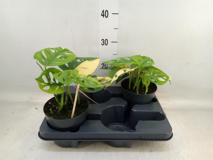 <h4>Monstera adansonii 'Aurea'</h4>