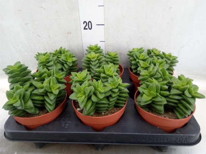 <h4>Crassula   ...</h4>