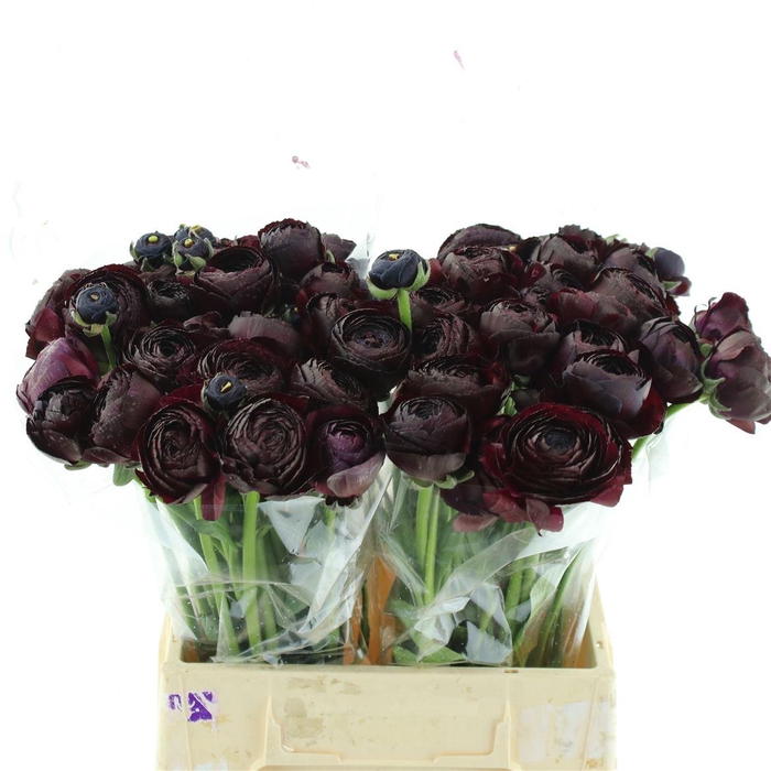 <h4>Ran Su Nerone</h4>