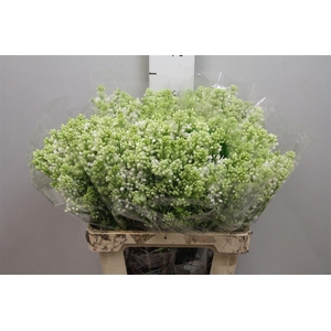 Syr V Mme Fl Stepman 4+