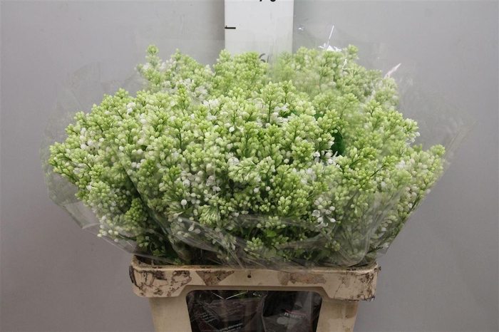 <h4>Syr V Mme Fl Stepman 4+</h4>