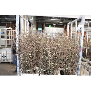 Chaenomeles Wit.ca 130/140cm