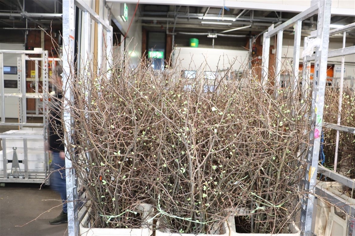 <h4>Chaenomeles Wit.ca 130/140cm</h4>