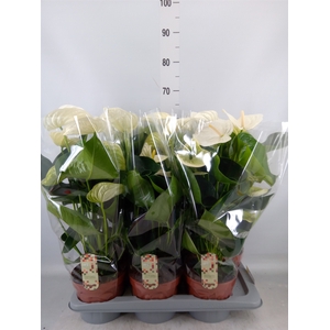 Anthurium andr. 'Alpine'