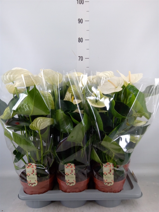 <h4>Anthurium andr. 'Alpine'</h4>