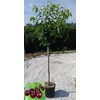 Prunus avium