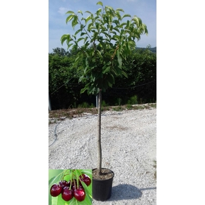Prunus avium