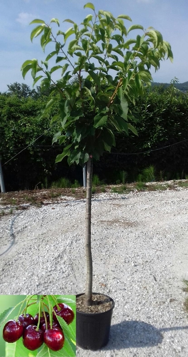 <h4>Prunus avium</h4>