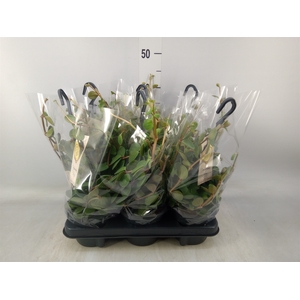 Peperomia tetraphylla 'Hope'