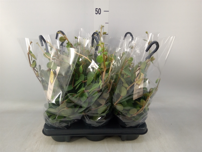 <h4>Peperomia tetraphylla 'Hope'</h4>