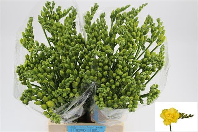 <h4>FR DU GRANDEUR</h4>