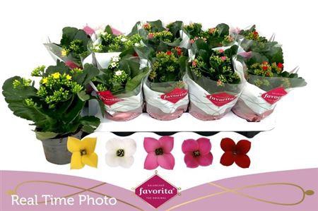 <h4>Kal En Gem 5 Kl</h4>