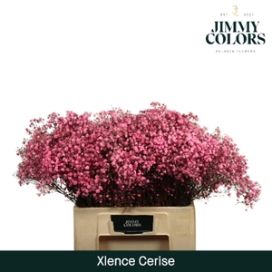 Gyps xlence L60 Cerise