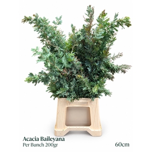 ACACIA BAILEYA BL BS