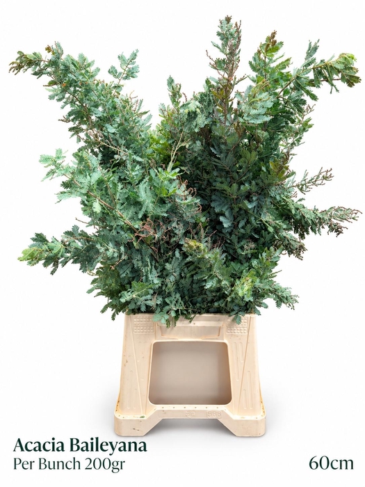 <h4>ACACIA BAILEYA BL BS</h4>
