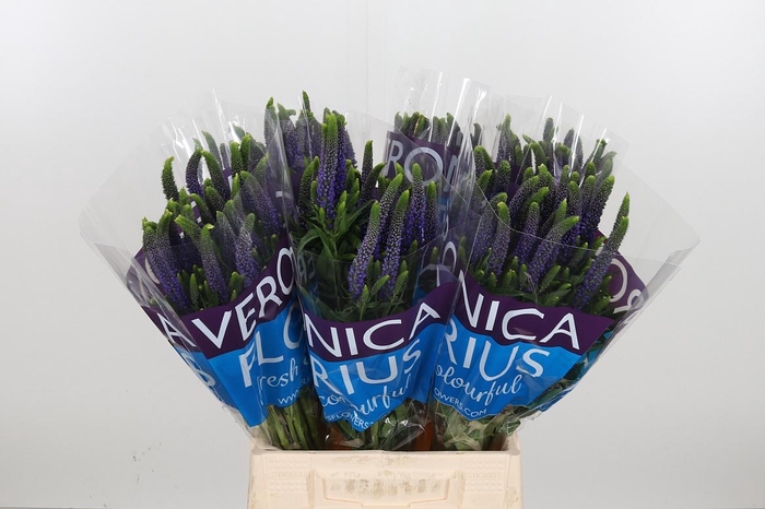 <h4>Veron Smart Diana</h4>