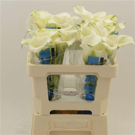 <h4>Calla Ventura</h4>