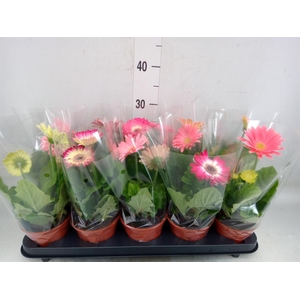 Gerbera   ...mix