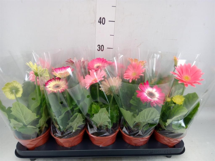 <h4>Gerbera   ...mix</h4>