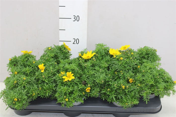 <h4>Bidens Ferulifolia Yellow Charm</h4>