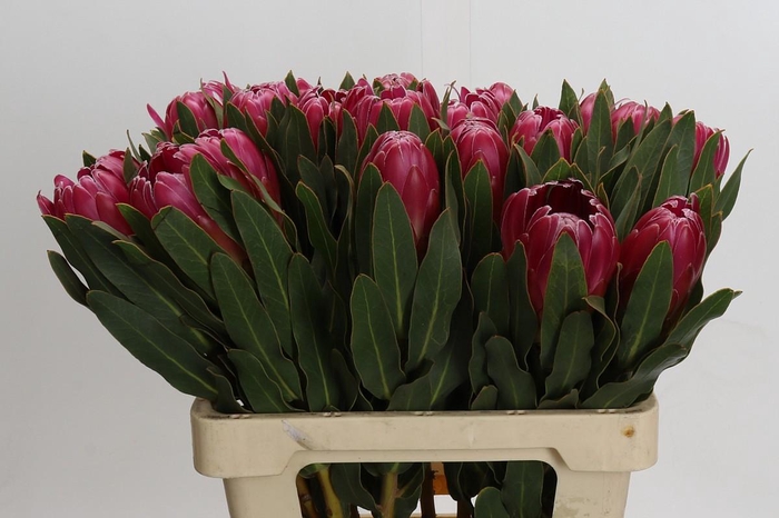 <h4>Protea Brenda</h4>