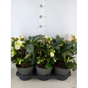 Helleborus   ...