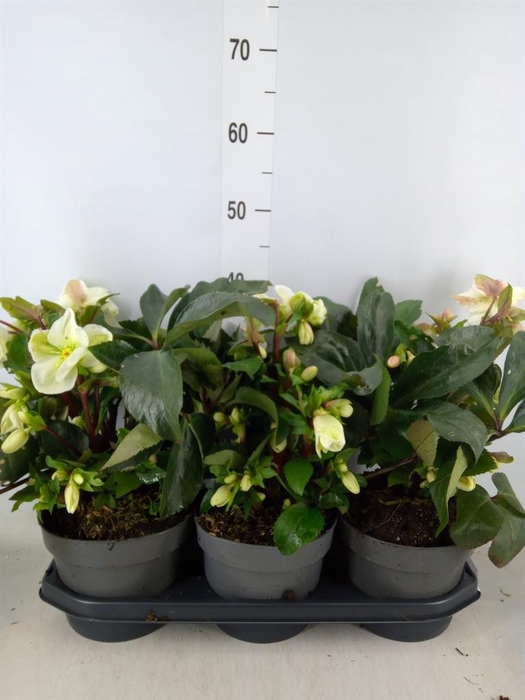 <h4>Helleborus ...</h4>