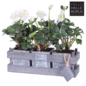 Helleborus niger 'Christmas Carol' P12 (3-pack wood/zinc)