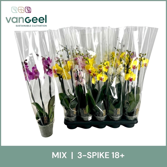 <h4>PHAL GEM 5 KL</h4>