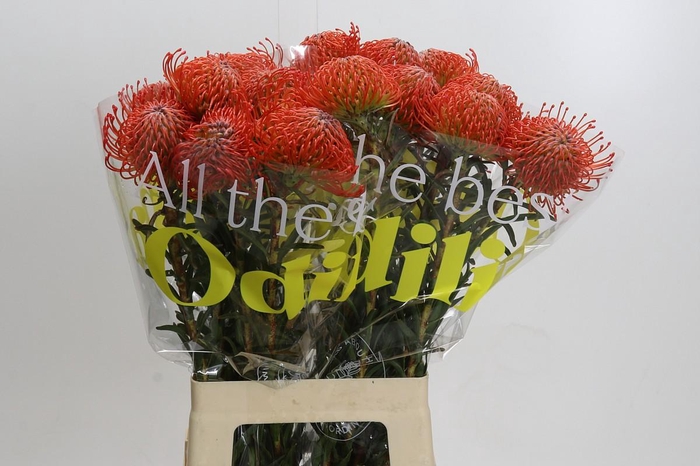 <h4>Nutans Succession</h4>