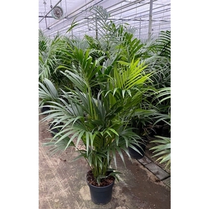 Howea Forsteriana(kentia) P27-160