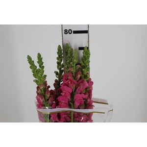 BOCA DE LEAO POTOMAC PINK EARLY 080