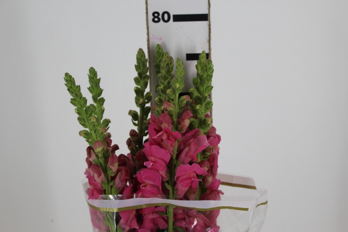 BOCA DE LEAO POTOMAC PINK EARLY 080