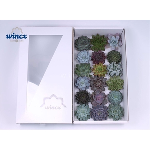 Echeveria Mecx Flowers (incl. Stick&pin)