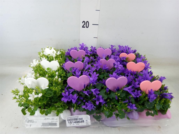 <h4>Campanula porten.</h4>